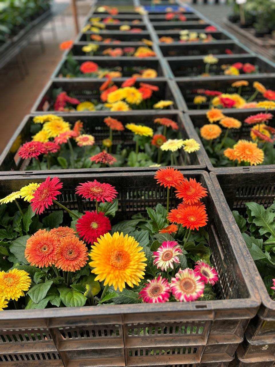 Gerbera