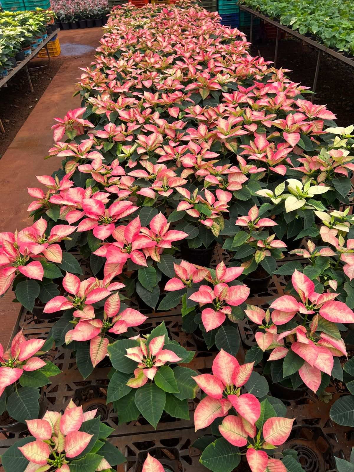Variegated ponsitia