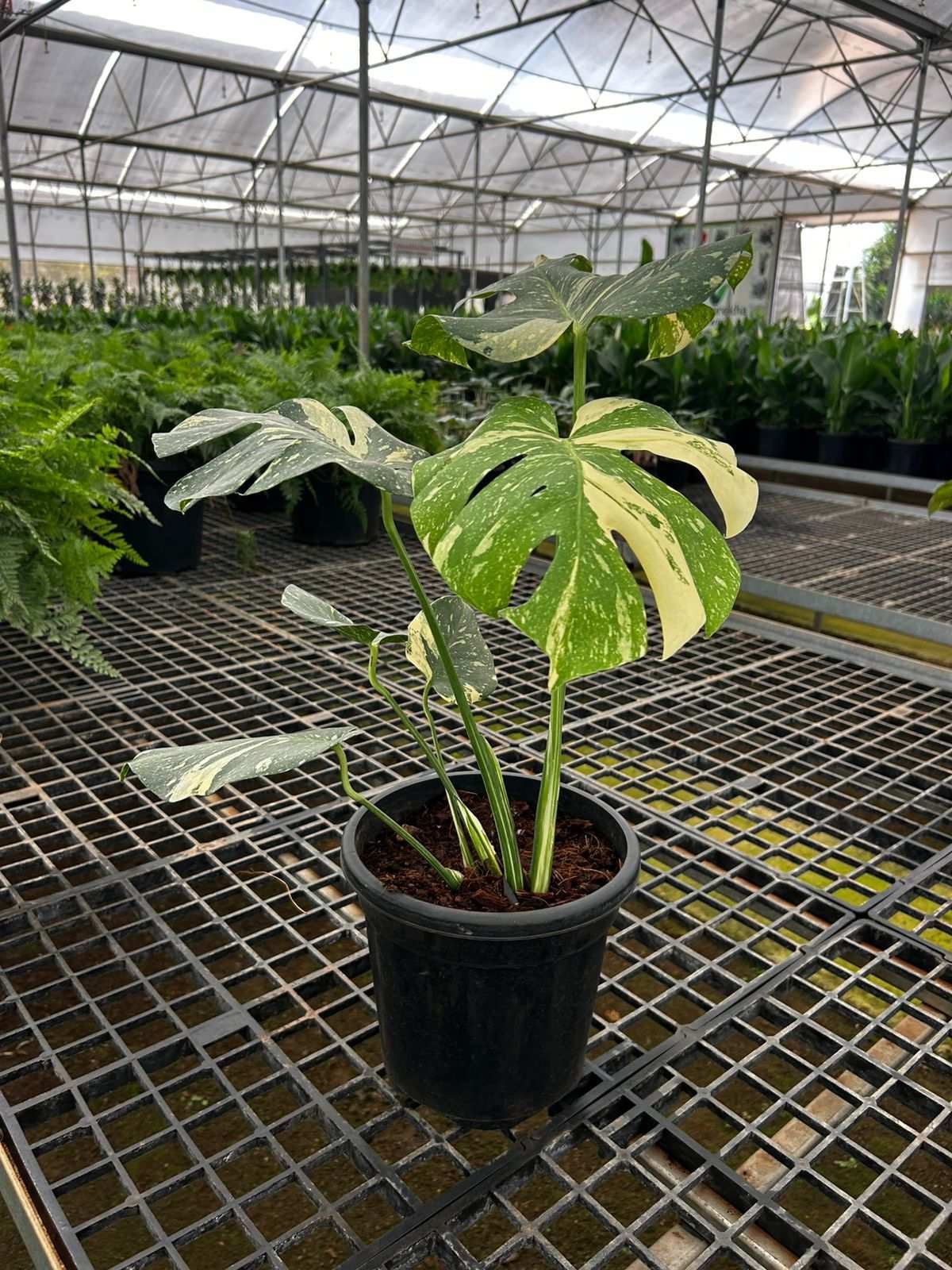 Variegated Monstera