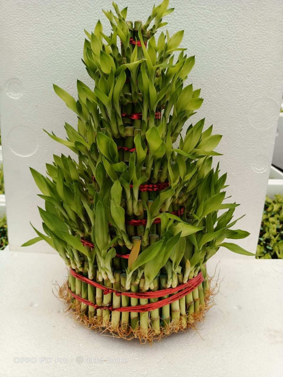 5 layer lucky bamboo