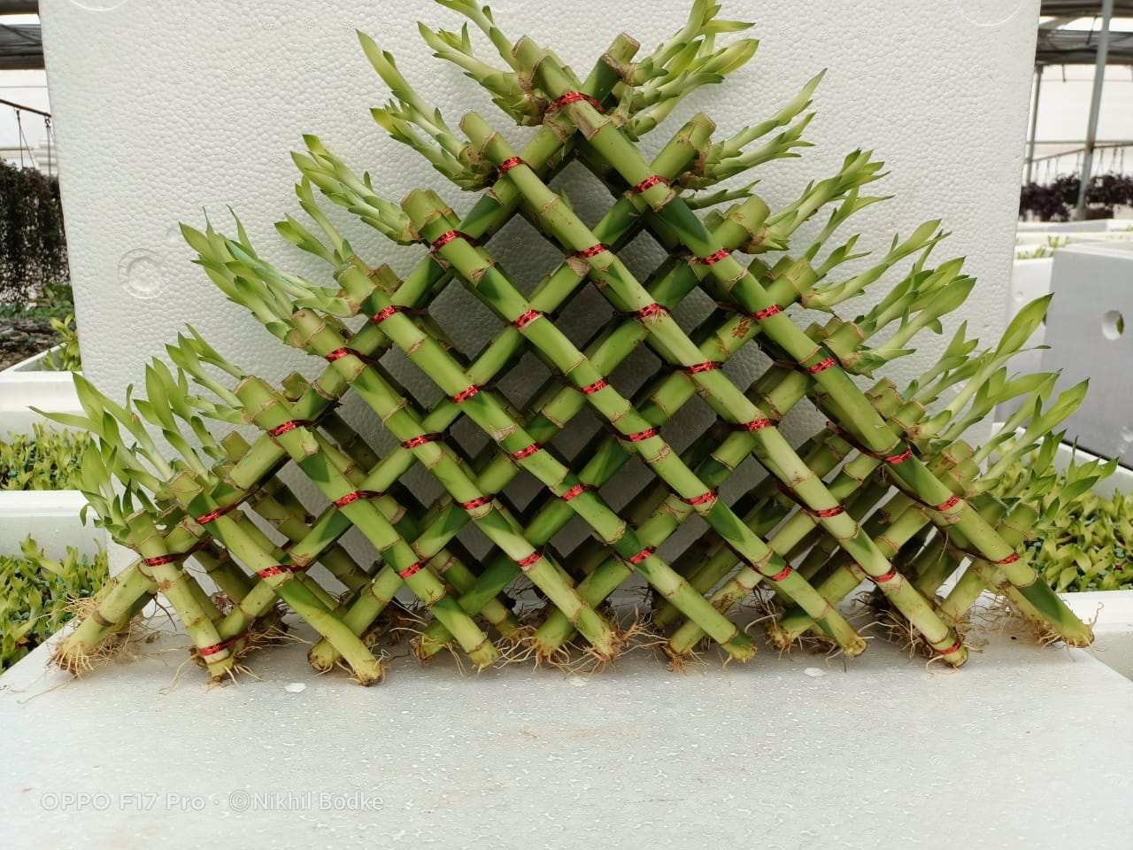 Pyramid Lucky Bamboo