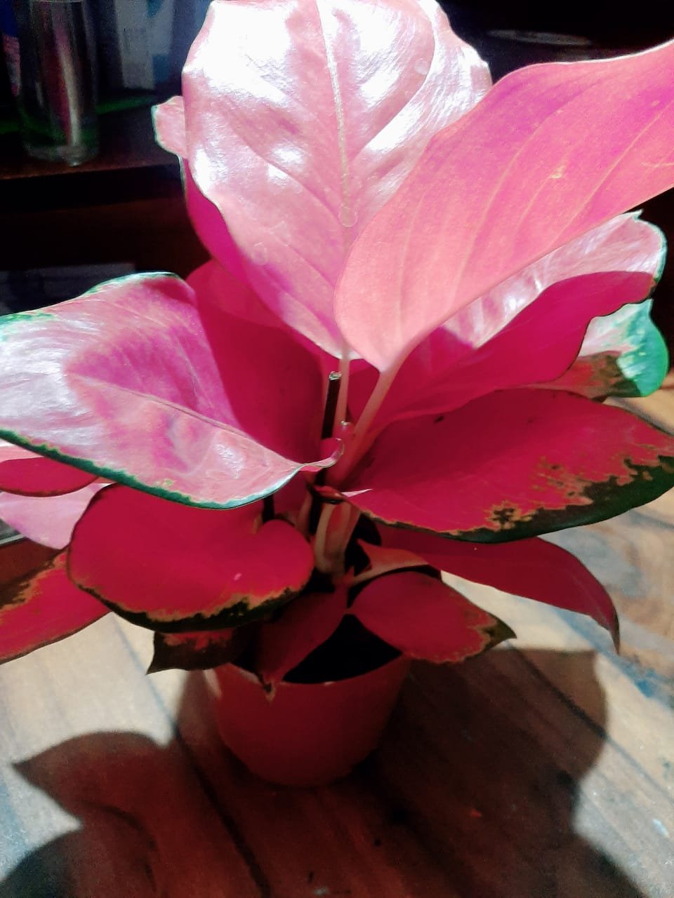 Aglonema