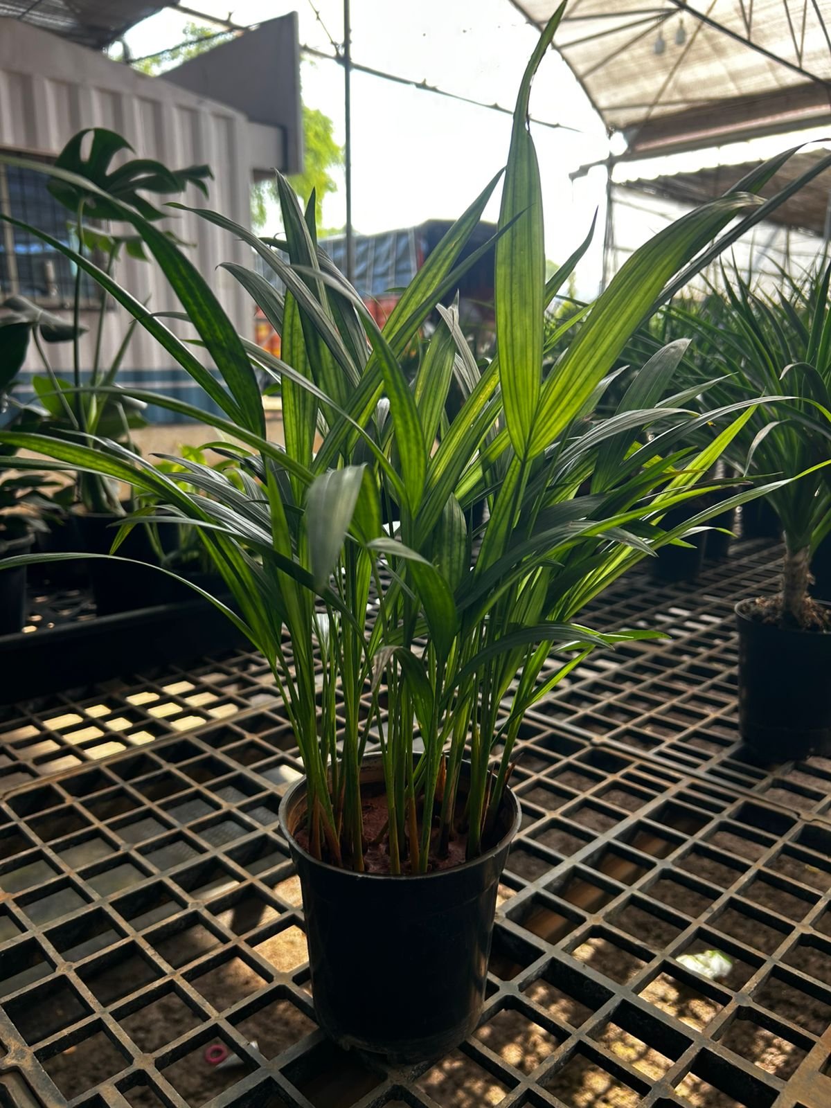 Chamandra palm