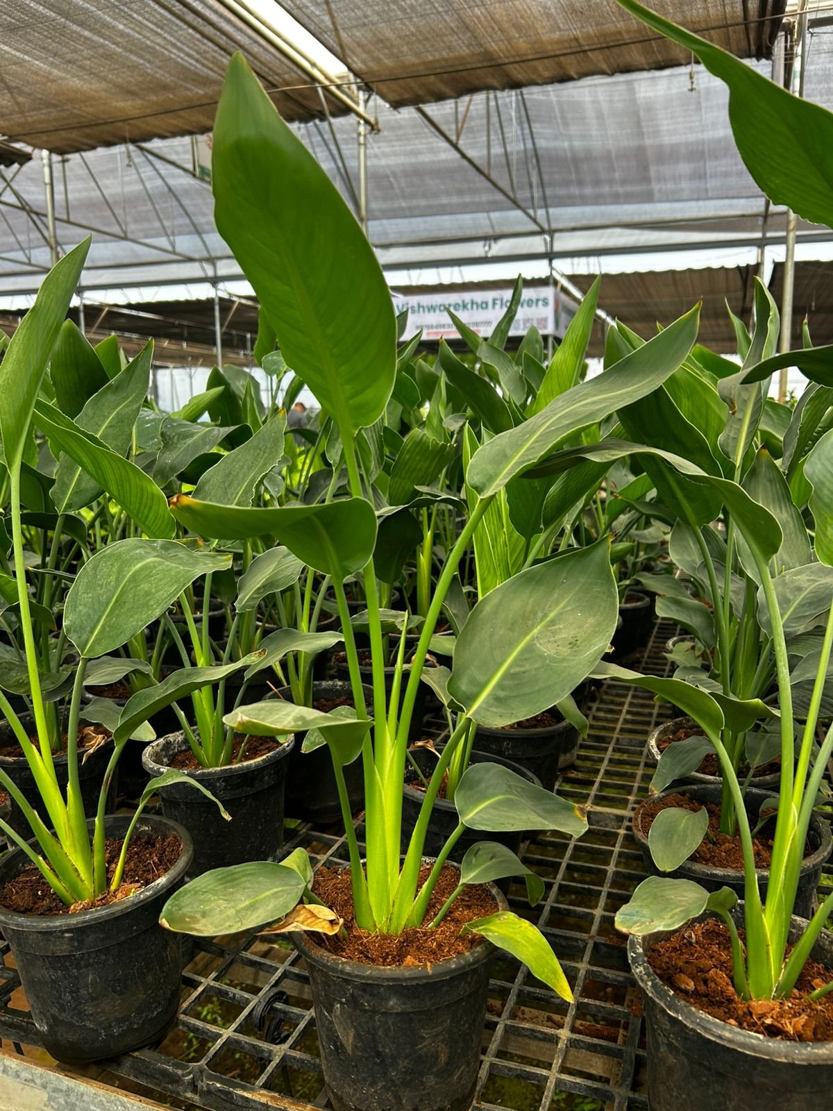 Peace lilly