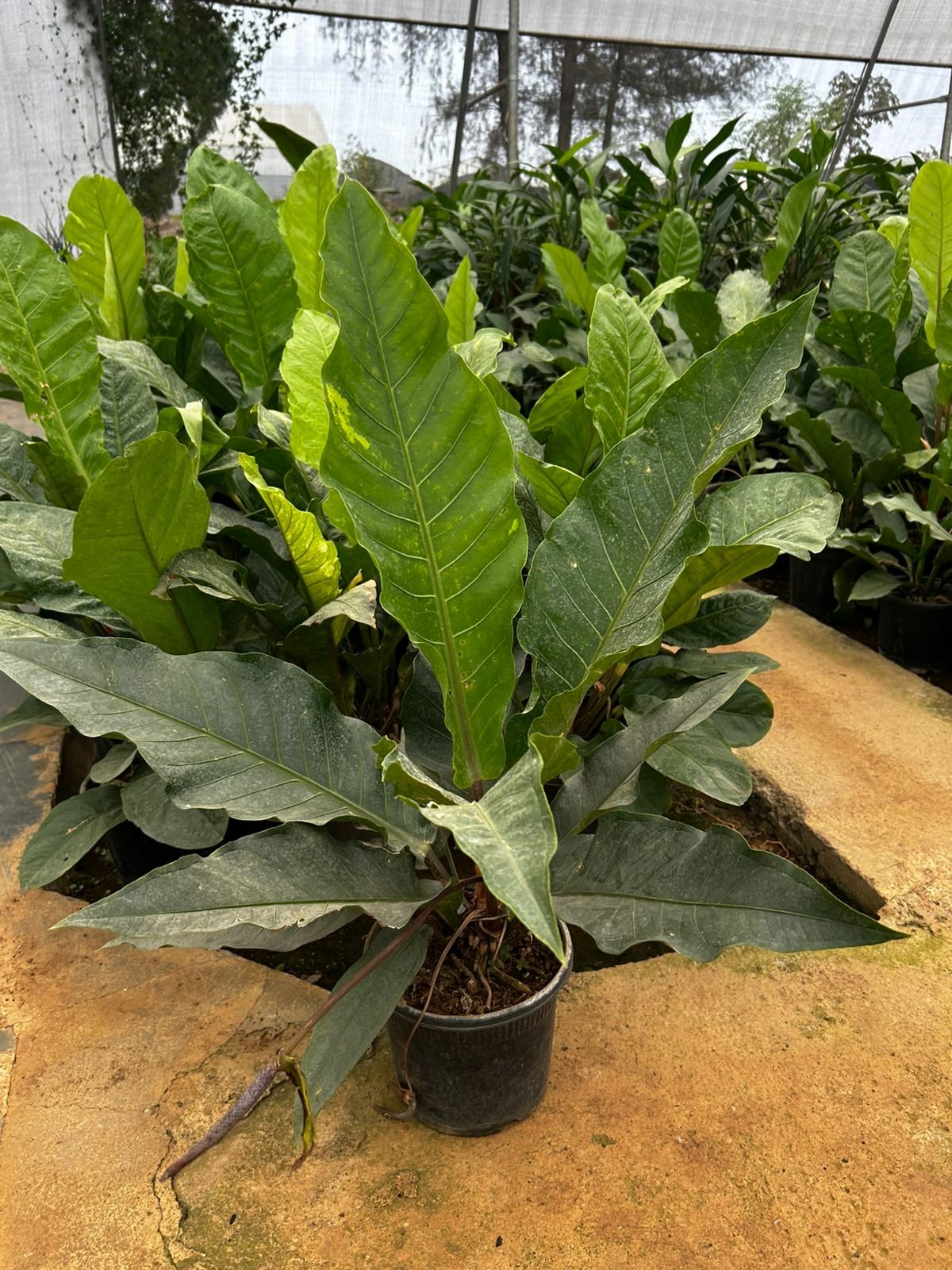 Hookeri
