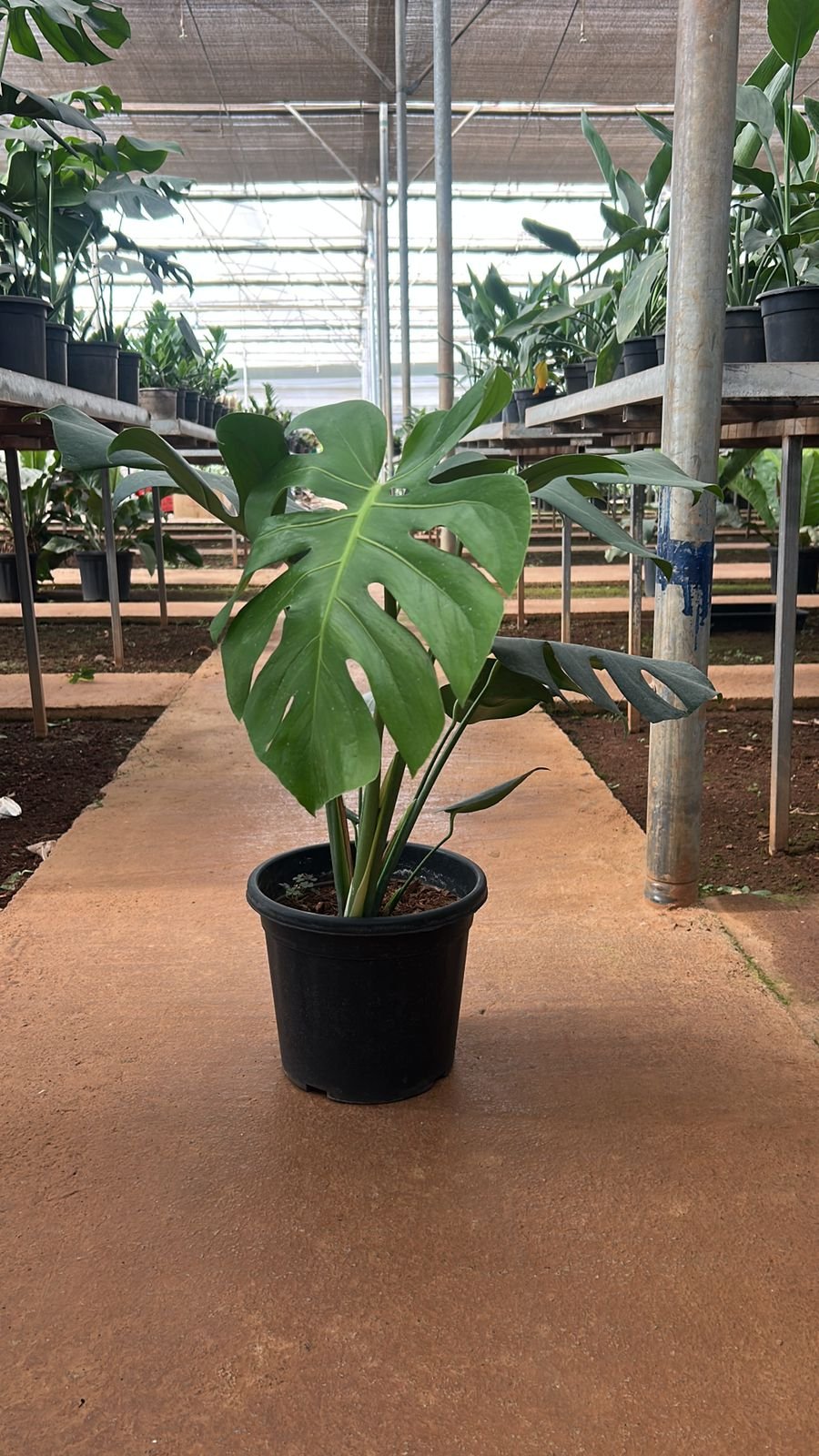 Monstera green